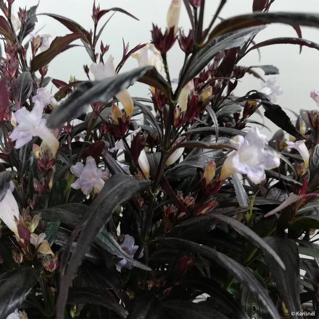 Strobilanthes anisophylla Brunetthy - Zapfenblume