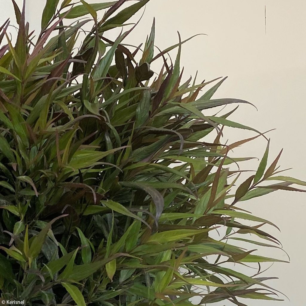 Strobilanthes anisophylla Brunetthy - Zapfenblume