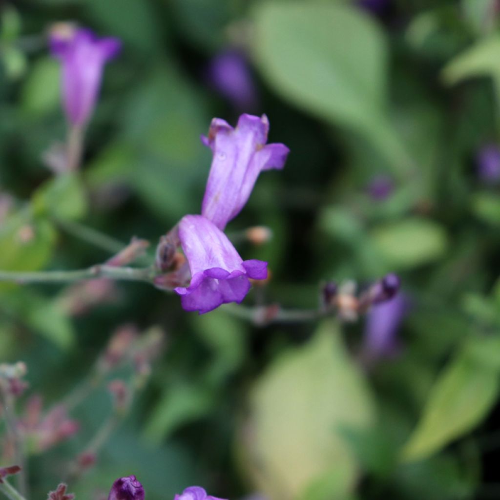 Strobilanthes attenuata Blue Carpet - Zapfenblume