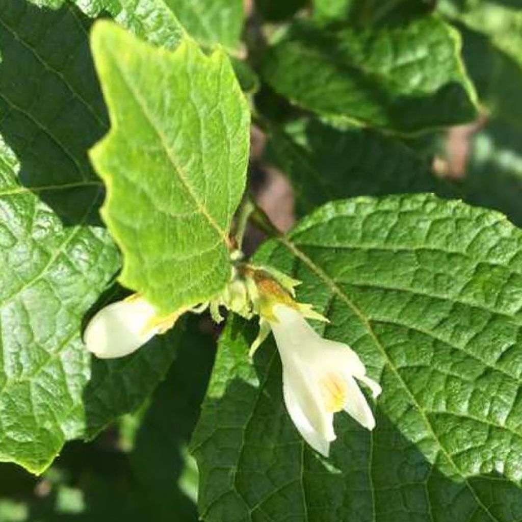 Styrax shiraiana
