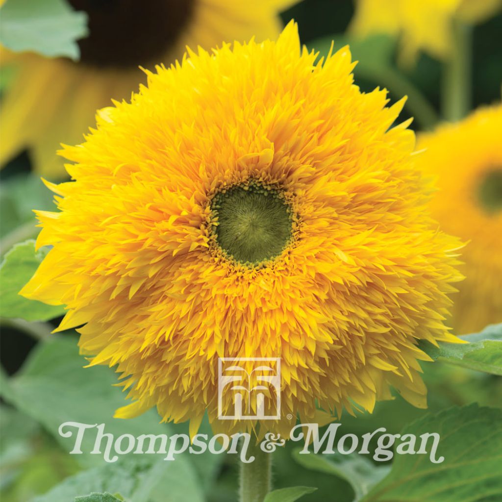 Gemeine Sonnenblume Sunshots Golds Mixed - Helianthus