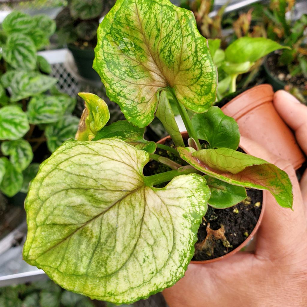 Purpurtute - Syngonium Golden Allusion