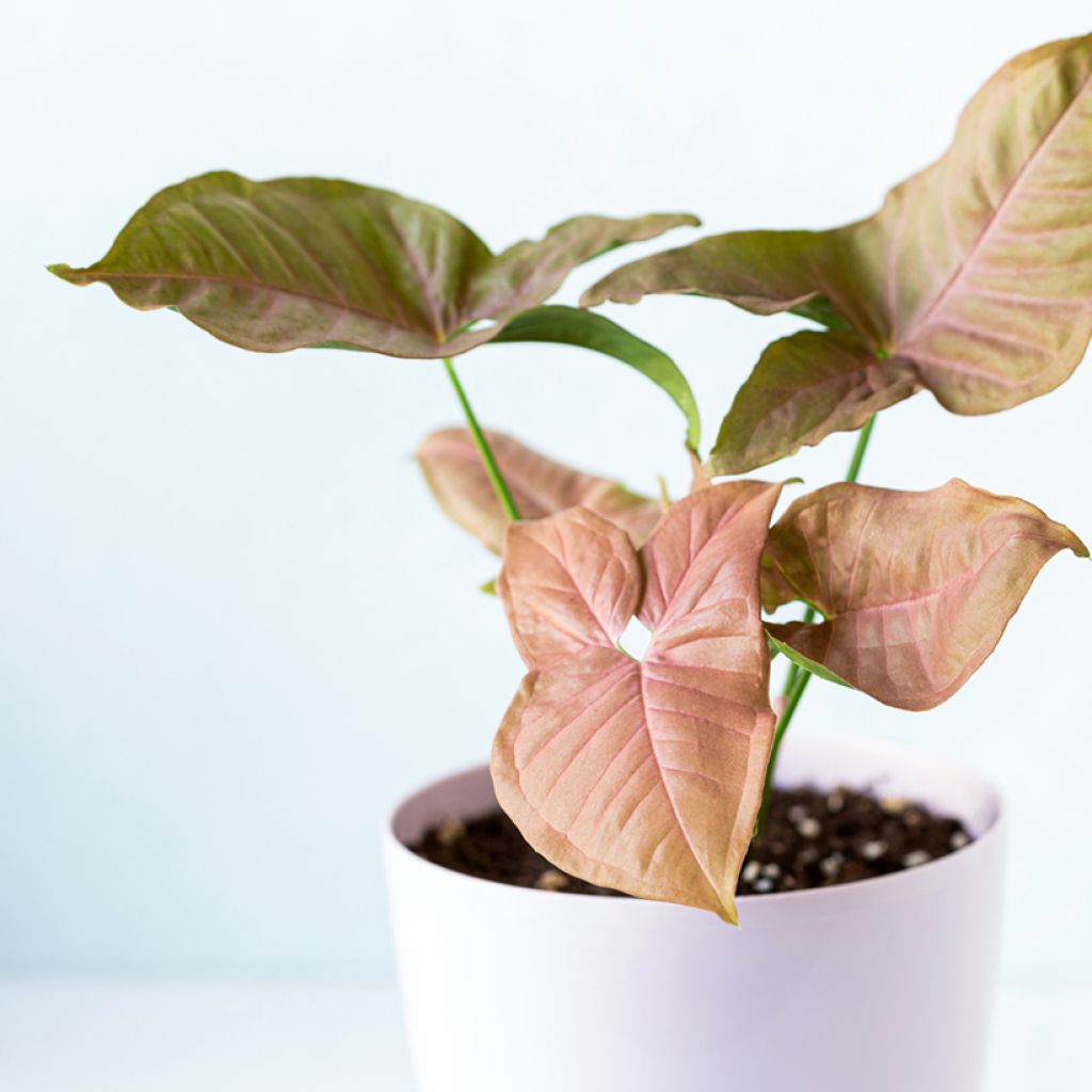 Purpurtute - Syngonium Neon Robusta