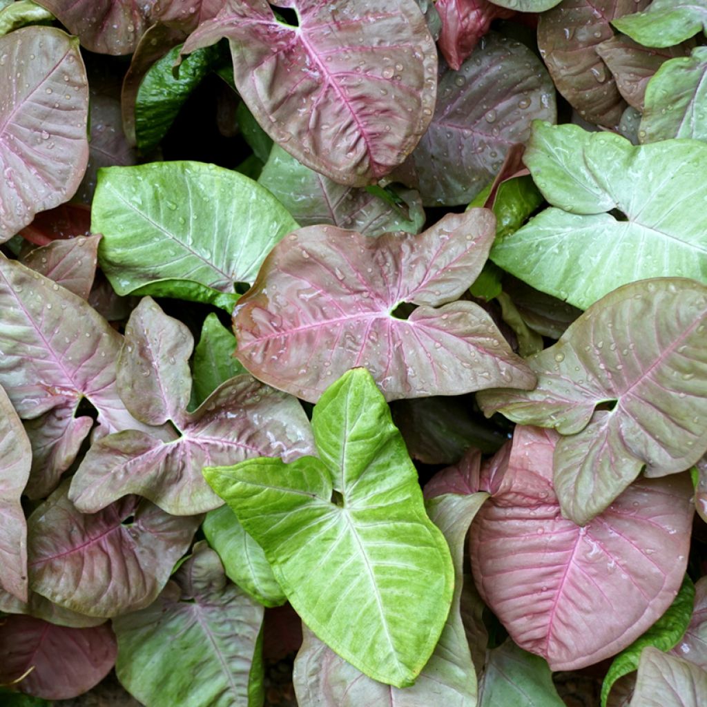 Purpurtute - Syngonium Neon Robusta