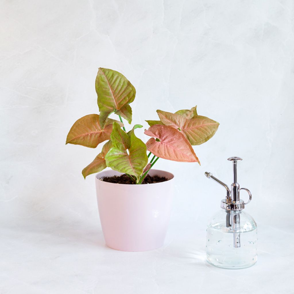 Purpurtute - Syngonium Neon Robusta