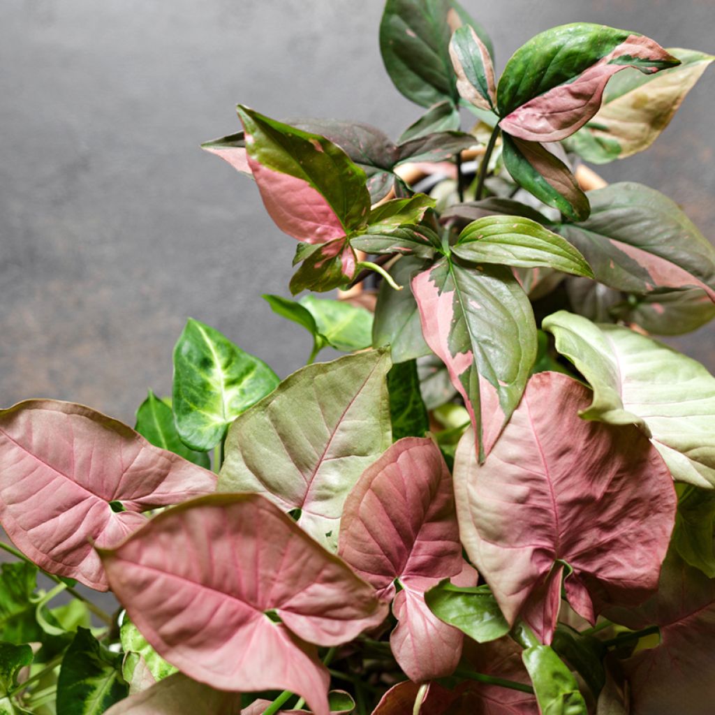 Purpurtute - Syngonium Pink Splash