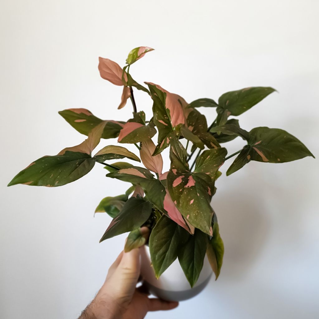 Purpurtute - Syngonium Pink Splash