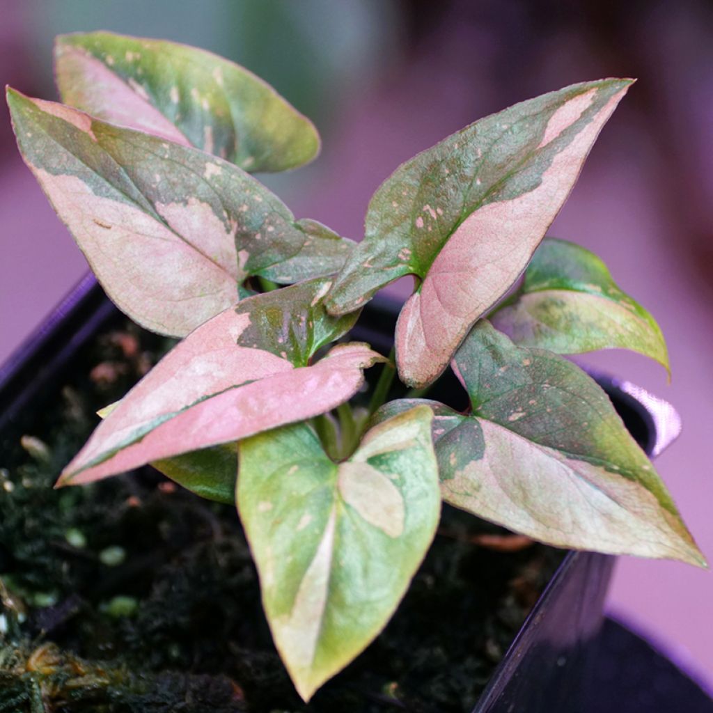 Purpurtute - Syngonium Pink Splash