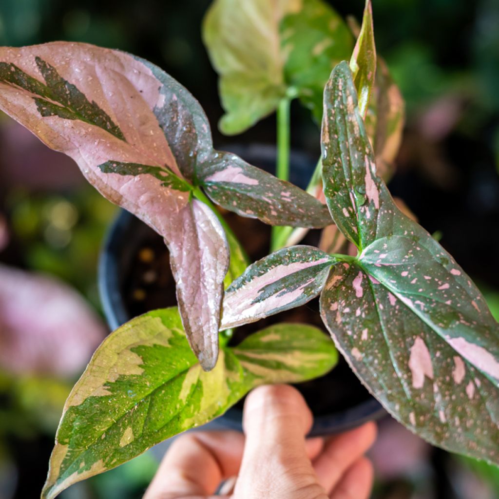 Purpurtute - Syngonium Pink Splash