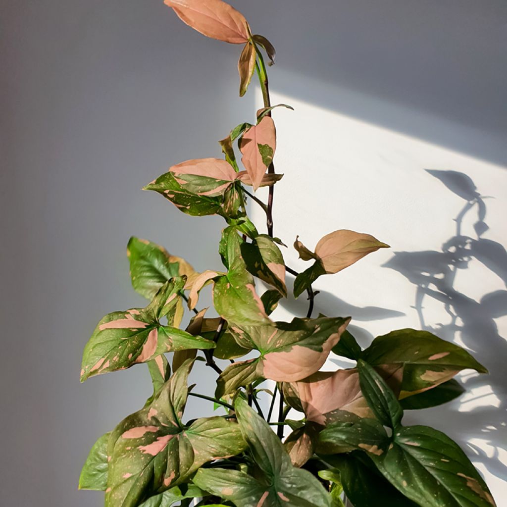 Purpurtute - Syngonium Pink Splash
