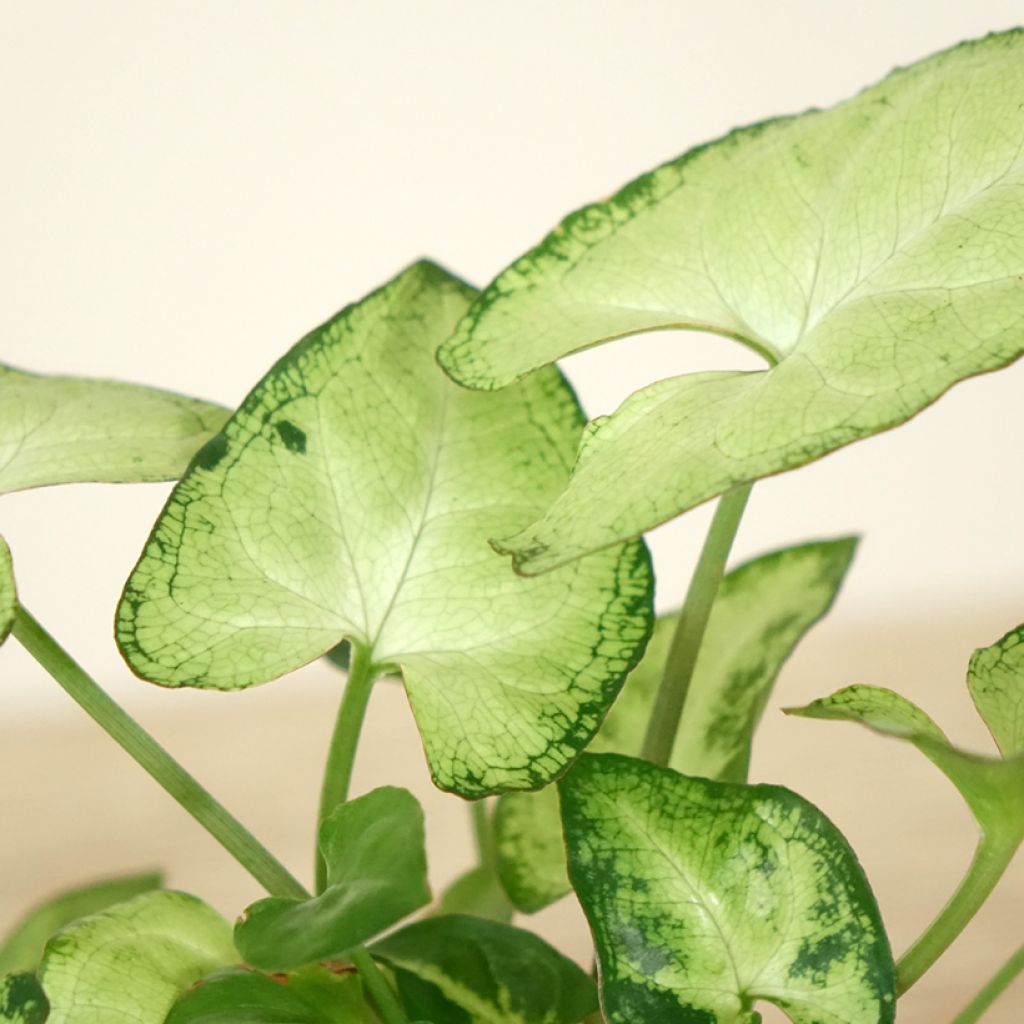 Purpurtute - Syngonium Snow White - Patte d'oie