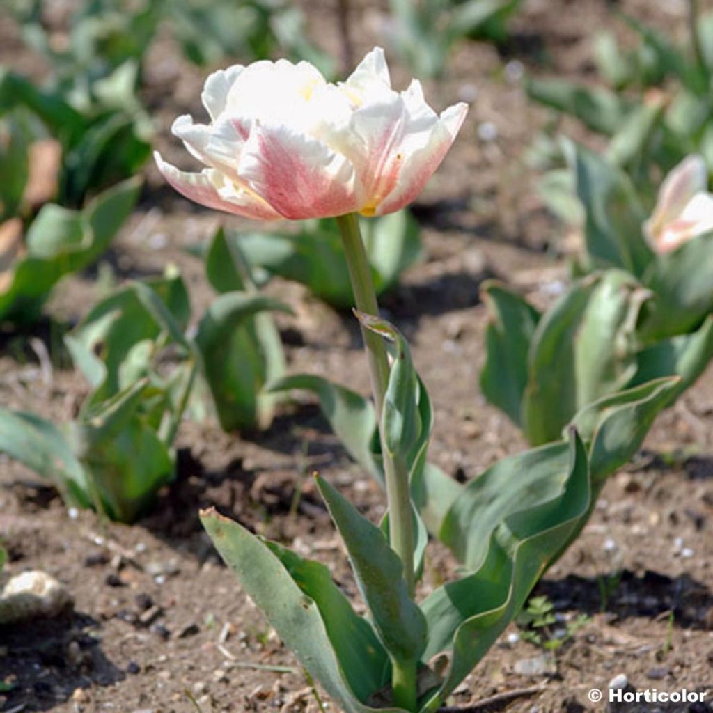 Frühe Gefüllte Tulpe Montreux
