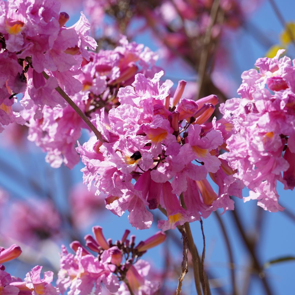 Tabebuia impetiginosa - Roter Lapacho