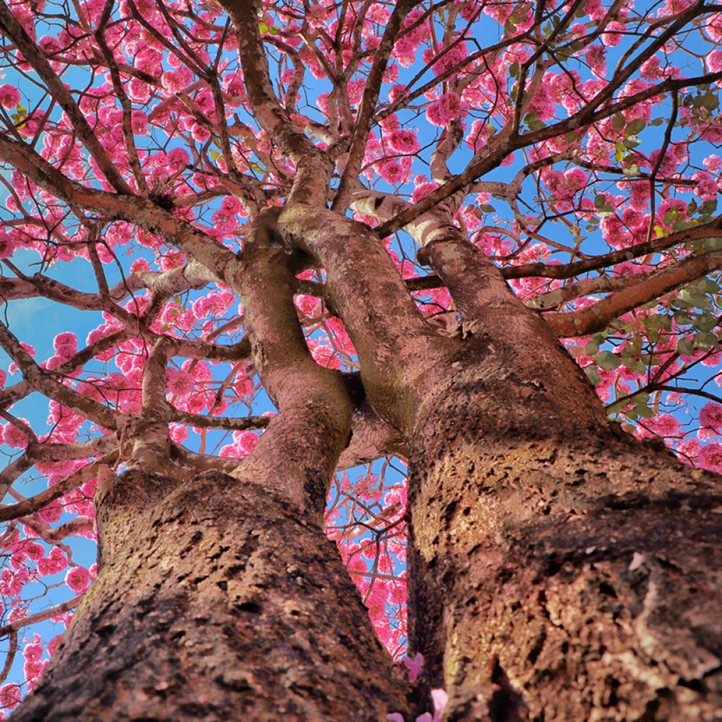 Tabebuia impetiginosa - Roter Lapacho