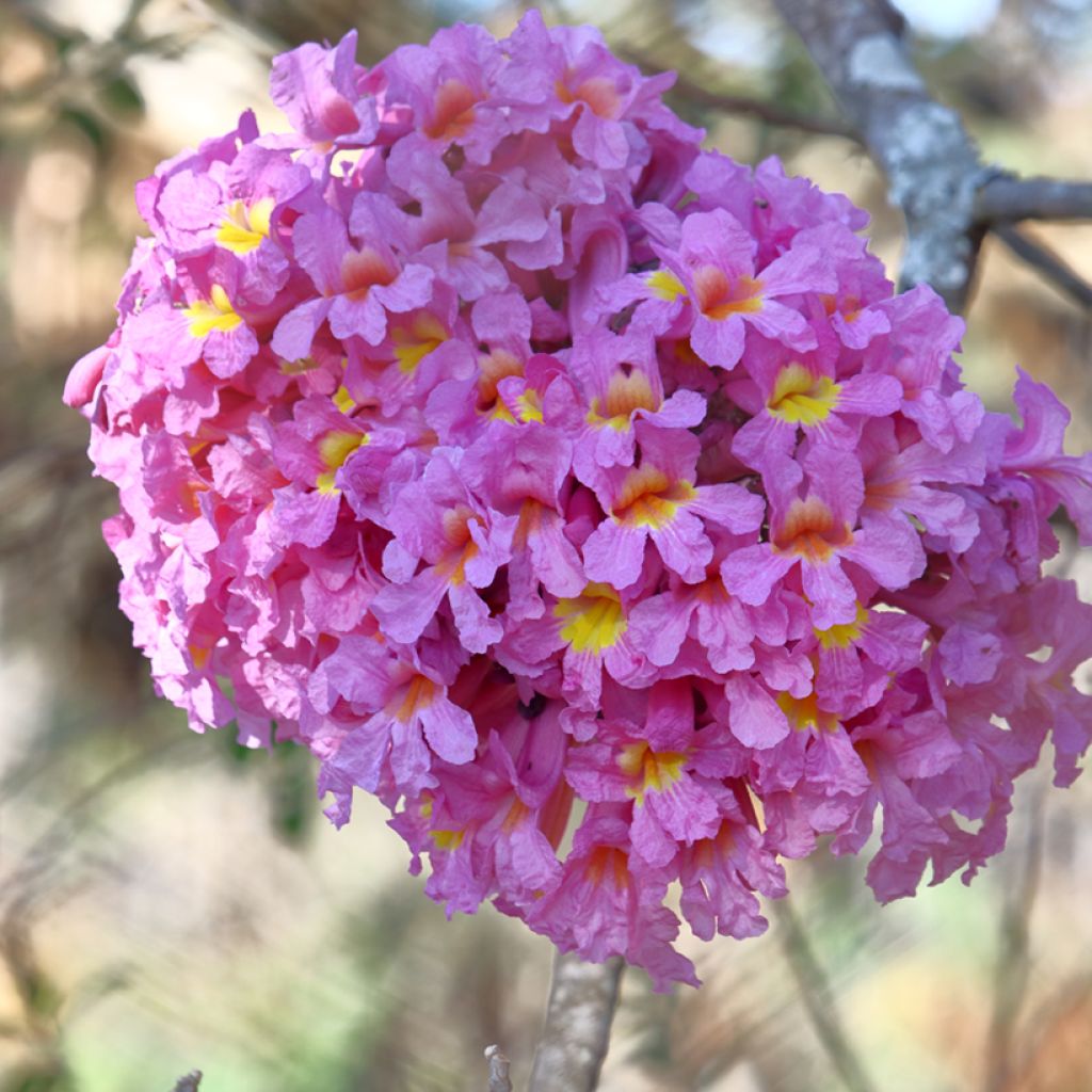 Tabebuia impetiginosa - Roter Lapacho