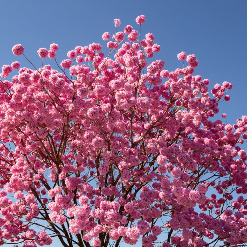 Tabebuia impetiginosa - Roter Lapacho
