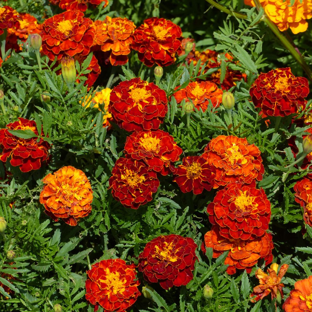 Studentenblume Rusty Red