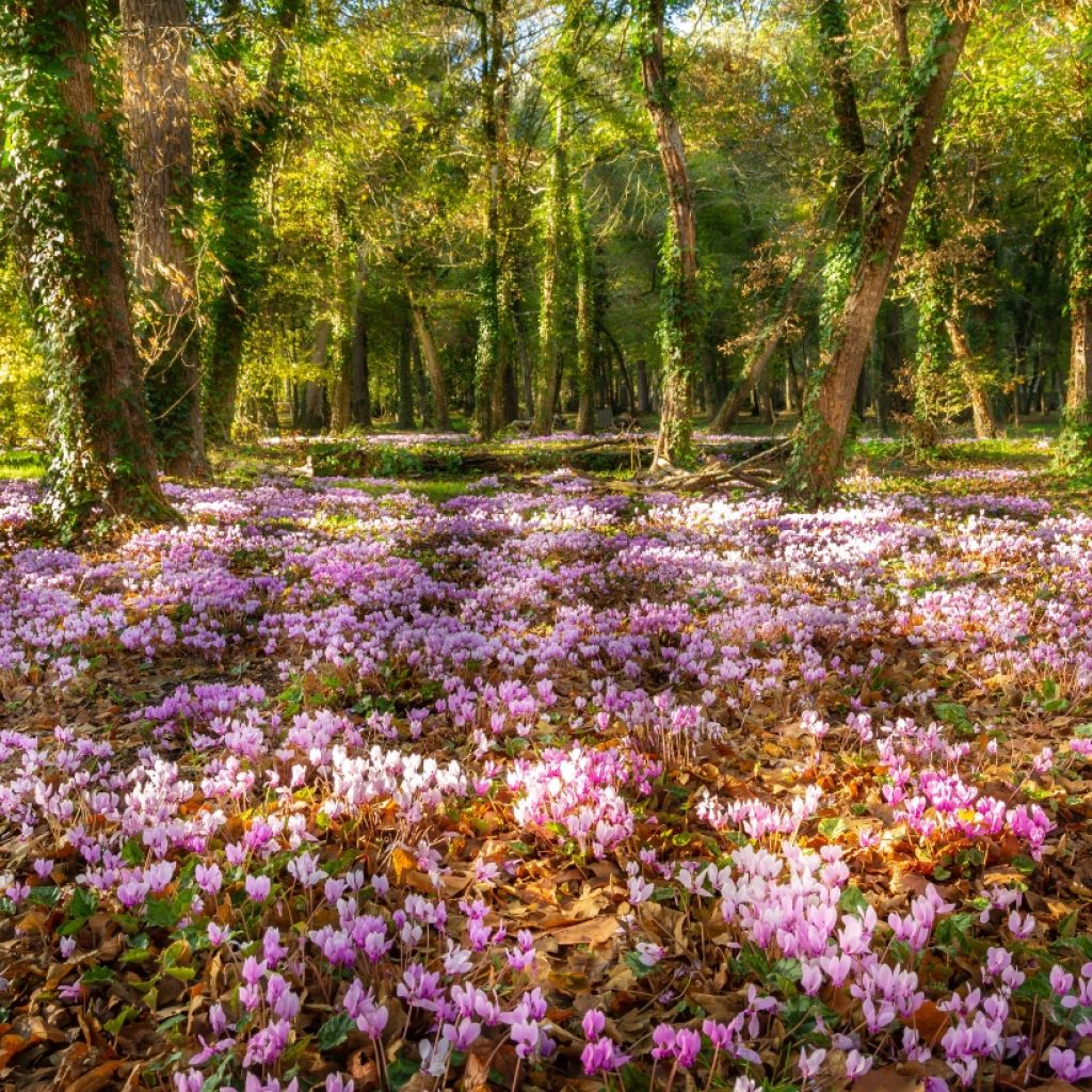 Blühender Herbstteppich - Neapolitanisches Alpenveilchen in Rosa und Weiß