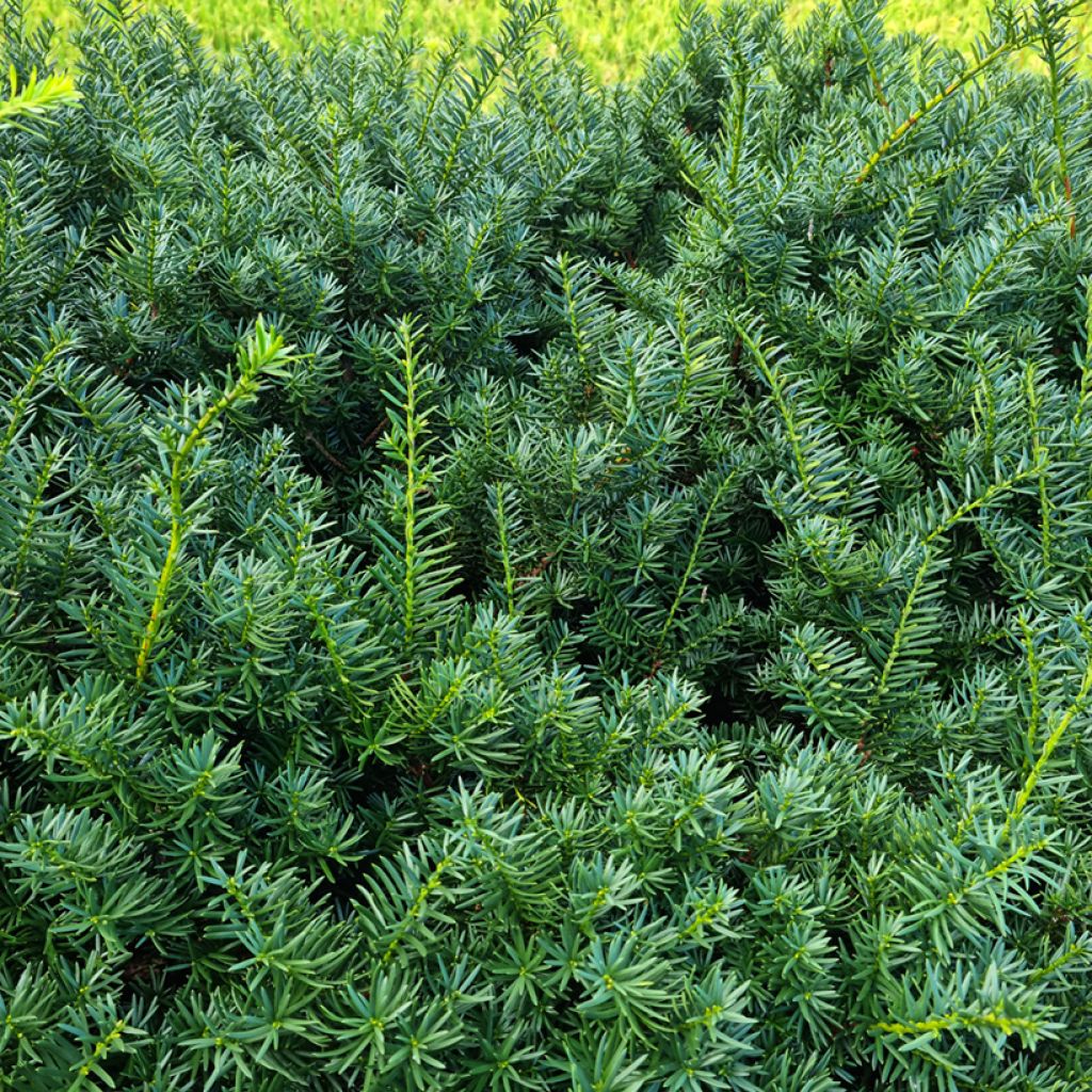 Eibe - Taxus baccata