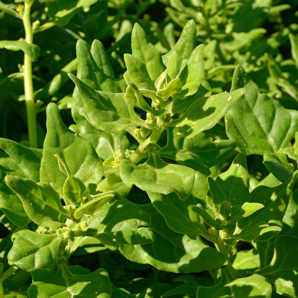 Neuseelandspinat - Ferme de Sainte Marthe - Tetragonia tetragonioides