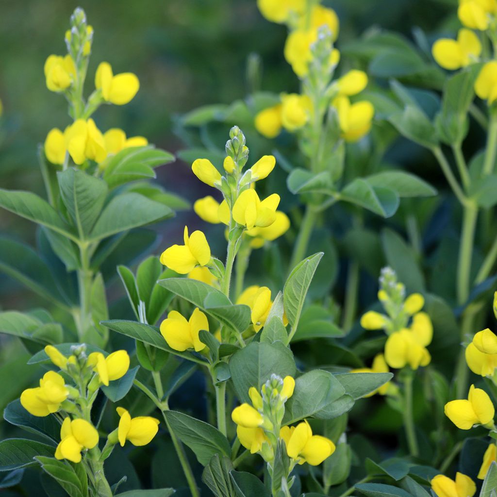 Thermopsis chinensis - Fuchsbohne