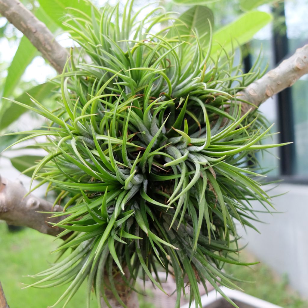 Tillandsia Mizuki - Luftpflanze