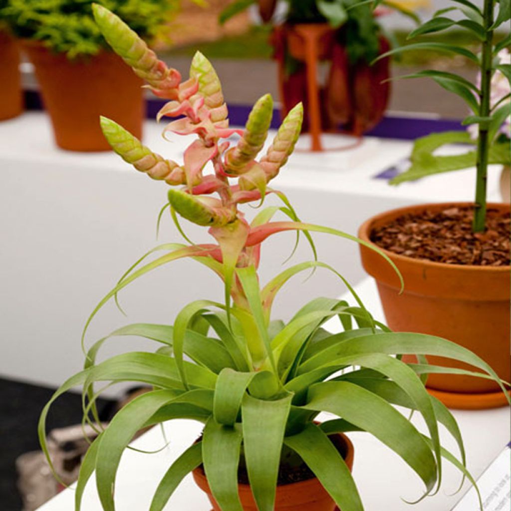 Tillandsia Samantha - Luftpflanze