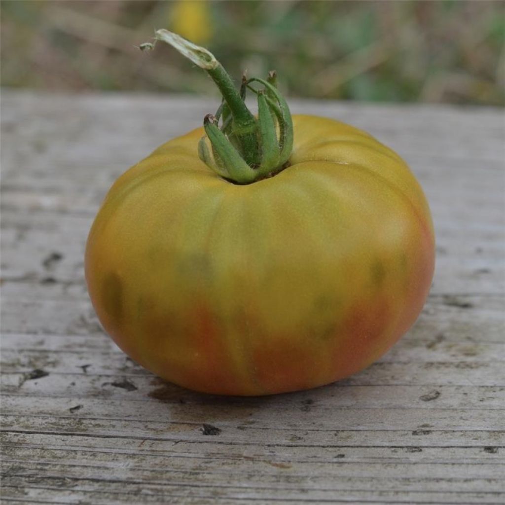 Tomate Absinthe