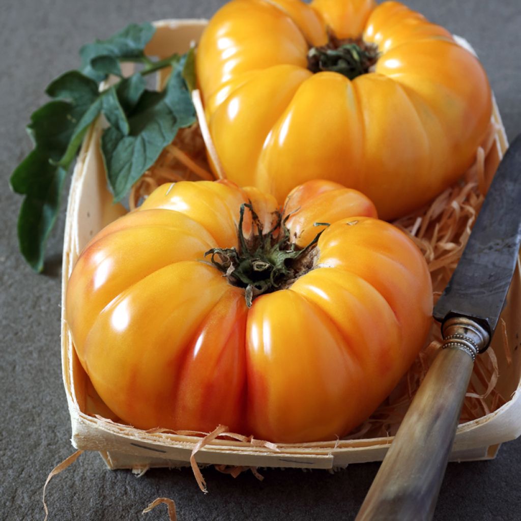 Fleischtomate Ananas (Bio Samen)