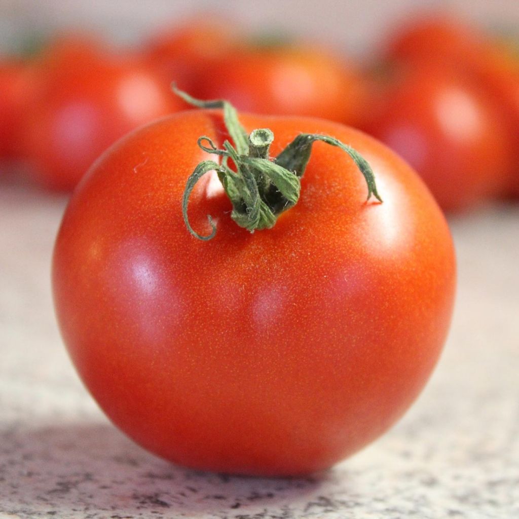 Tomate Bali F1