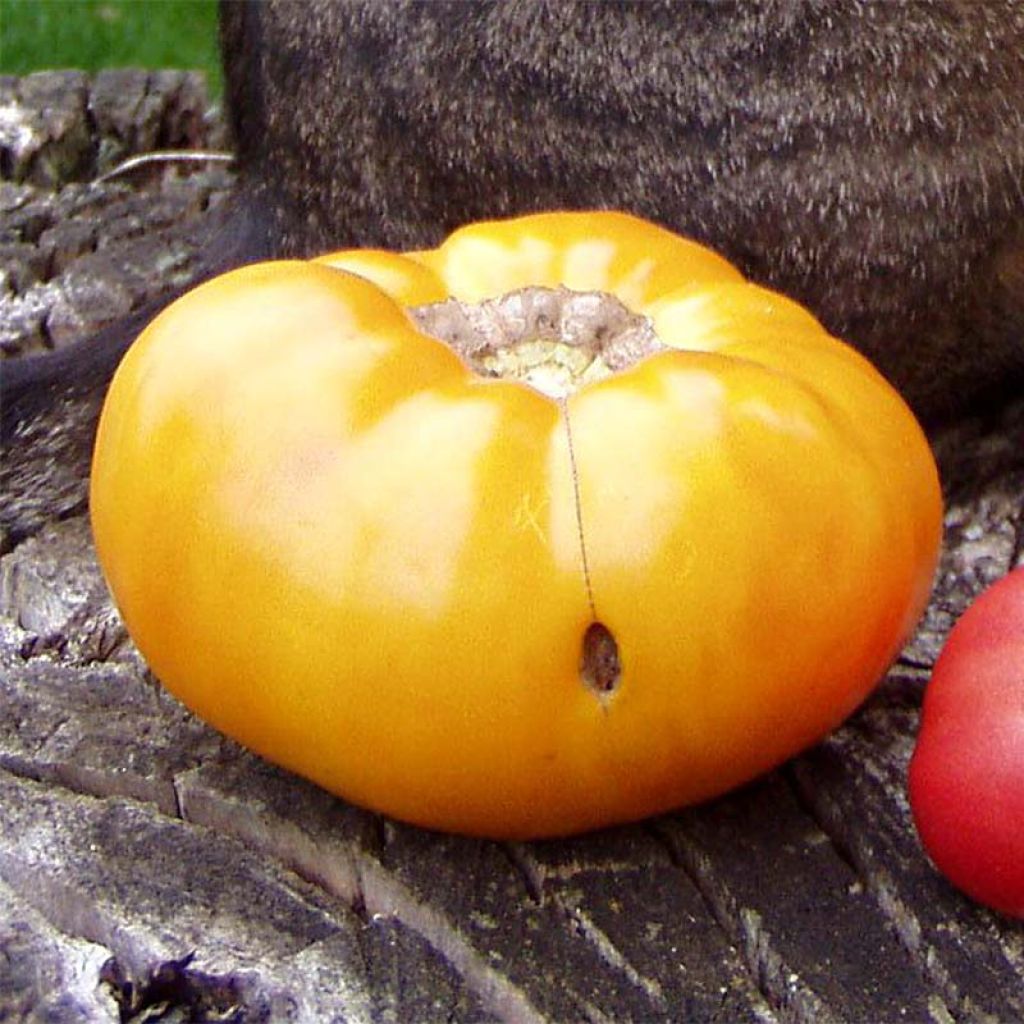 Tomate Brandywine Yellow Bio
