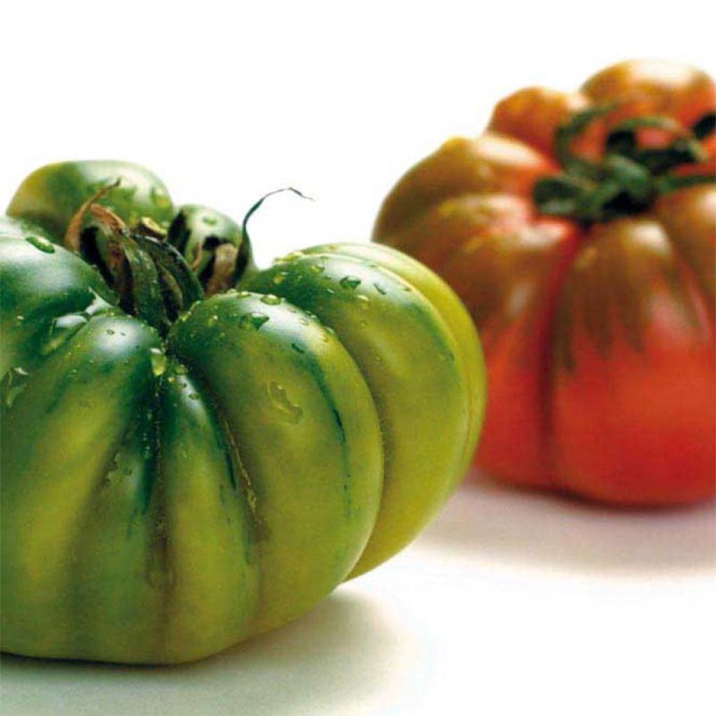 Tomate Costoluto Genovese - Ferme de Sainte Marthe