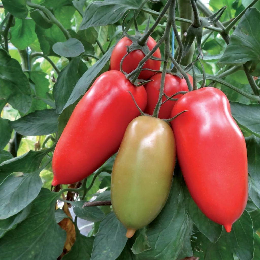 Tomate Gagliardo F1 (Veredelte Tomate)