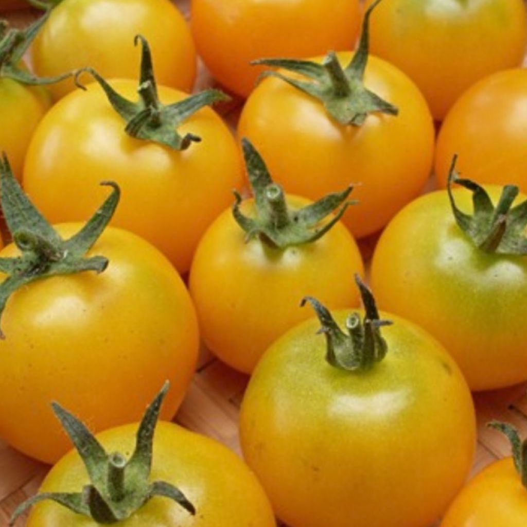 Tomate Golden Sunshine