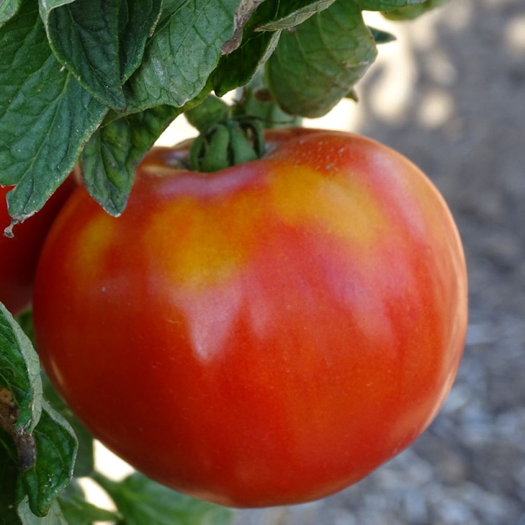 Tomate Maestria Bio