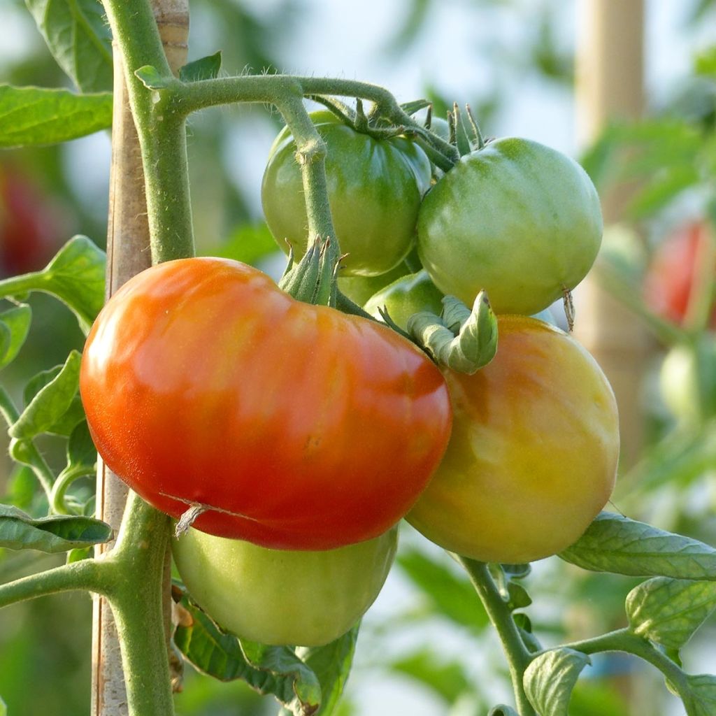 Tomate Montfavet en plants GREFFES
