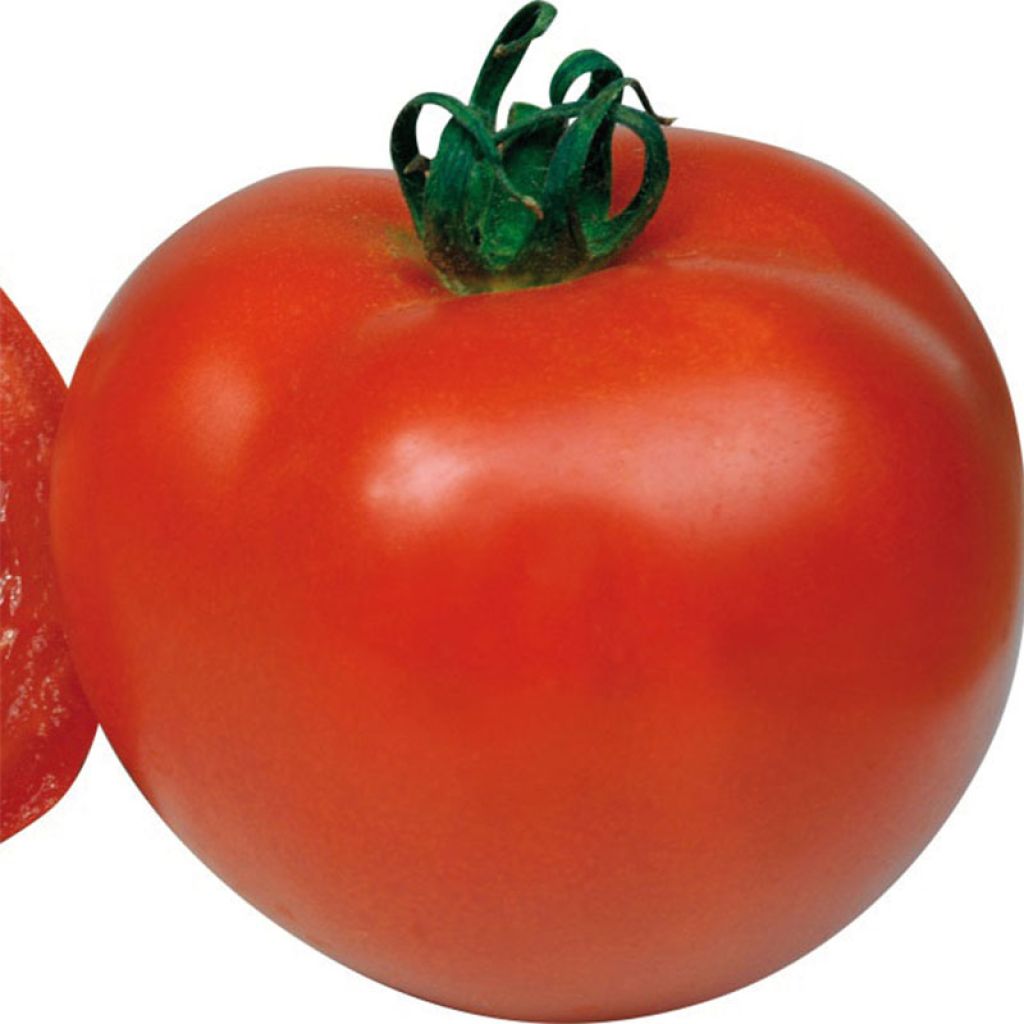 Tomate Previa F1 - Solanum lycopersicum
