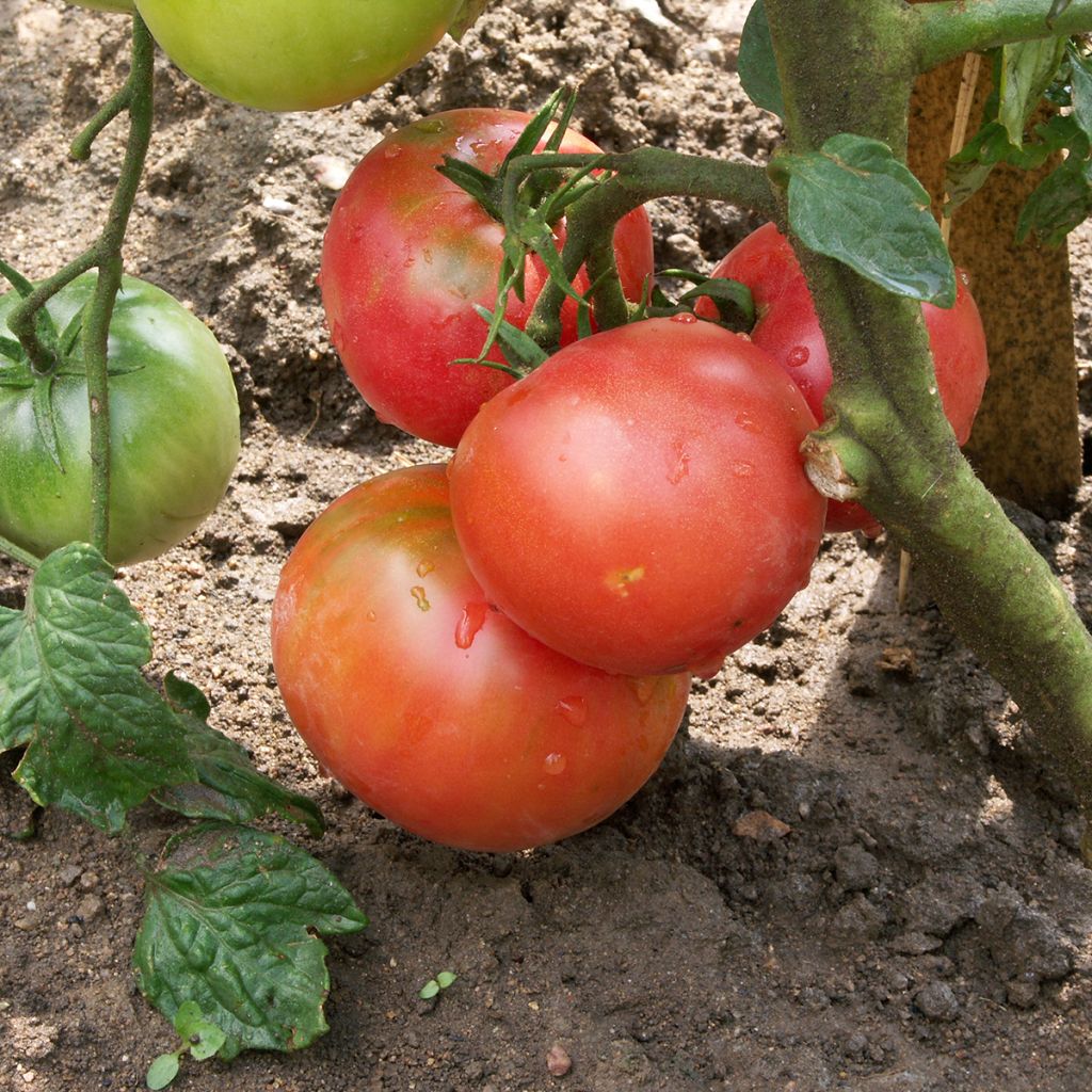 Tomate Rose De Berne Bio