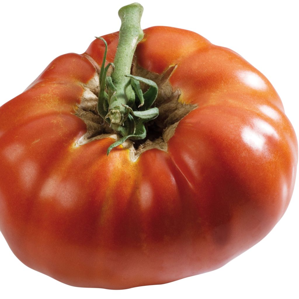 Tomate Russe rouge