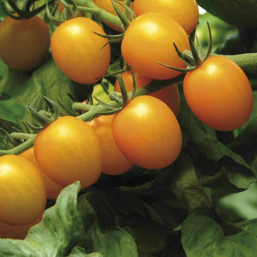 Kirschtomate Star Gold