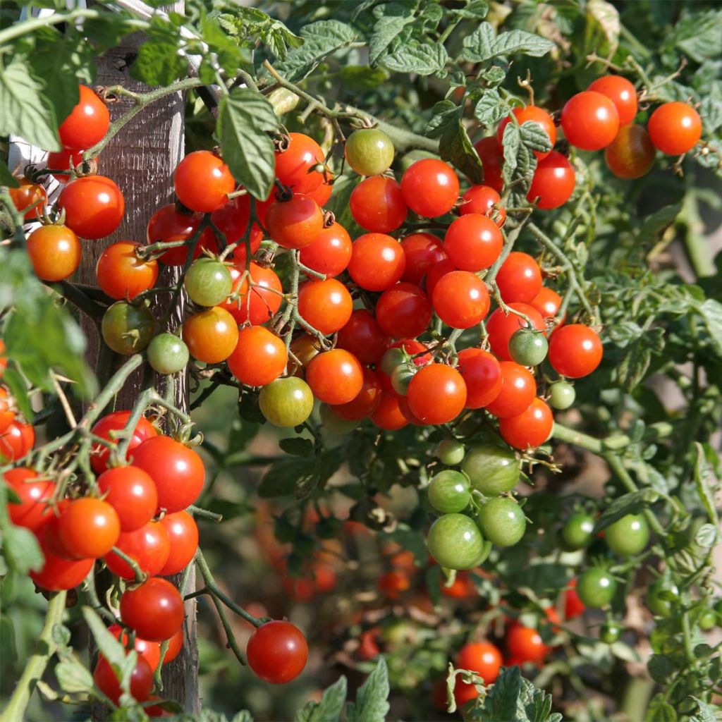 Kirschtomate Sweetbaby Bio