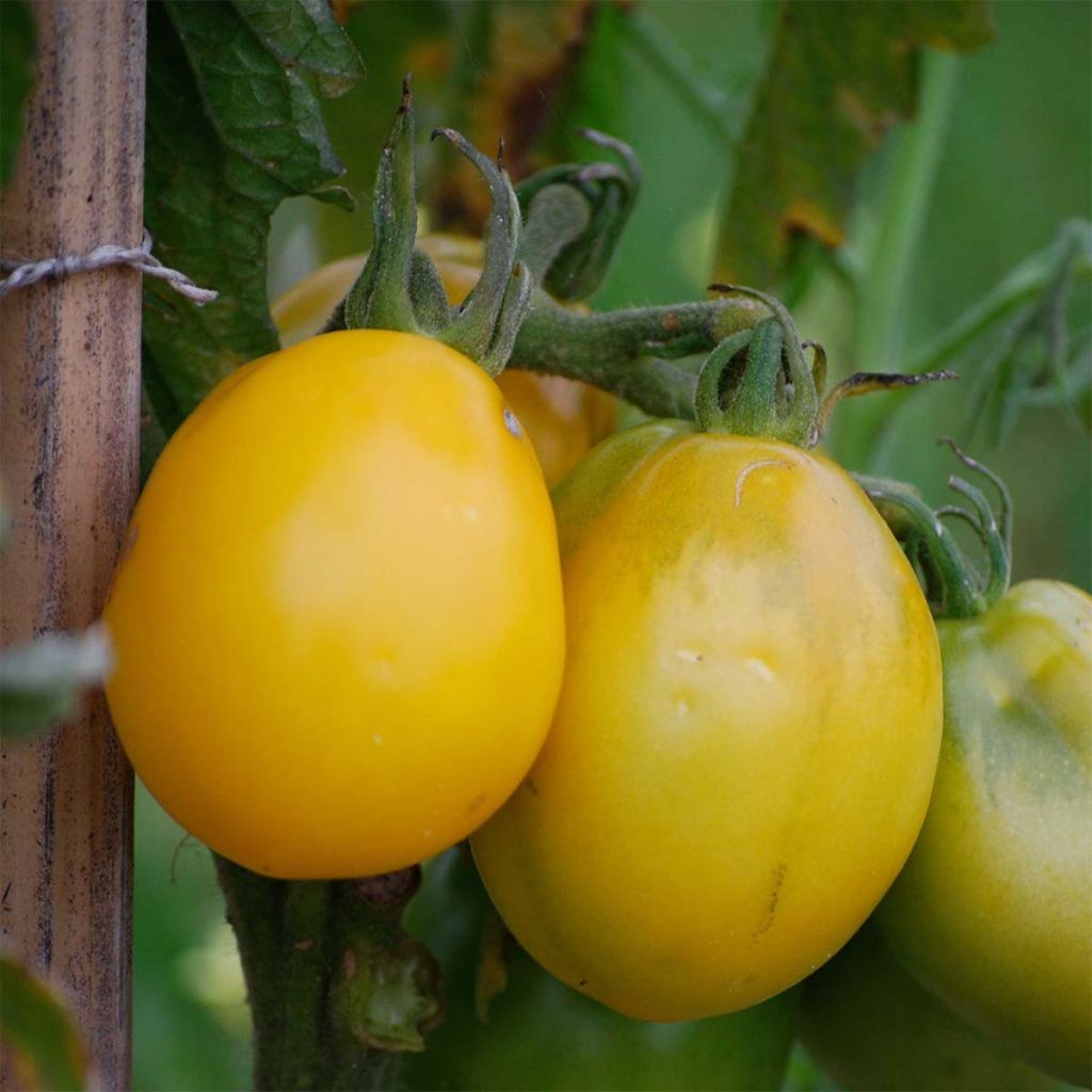 Tomate Téton de Venus jaune Bio