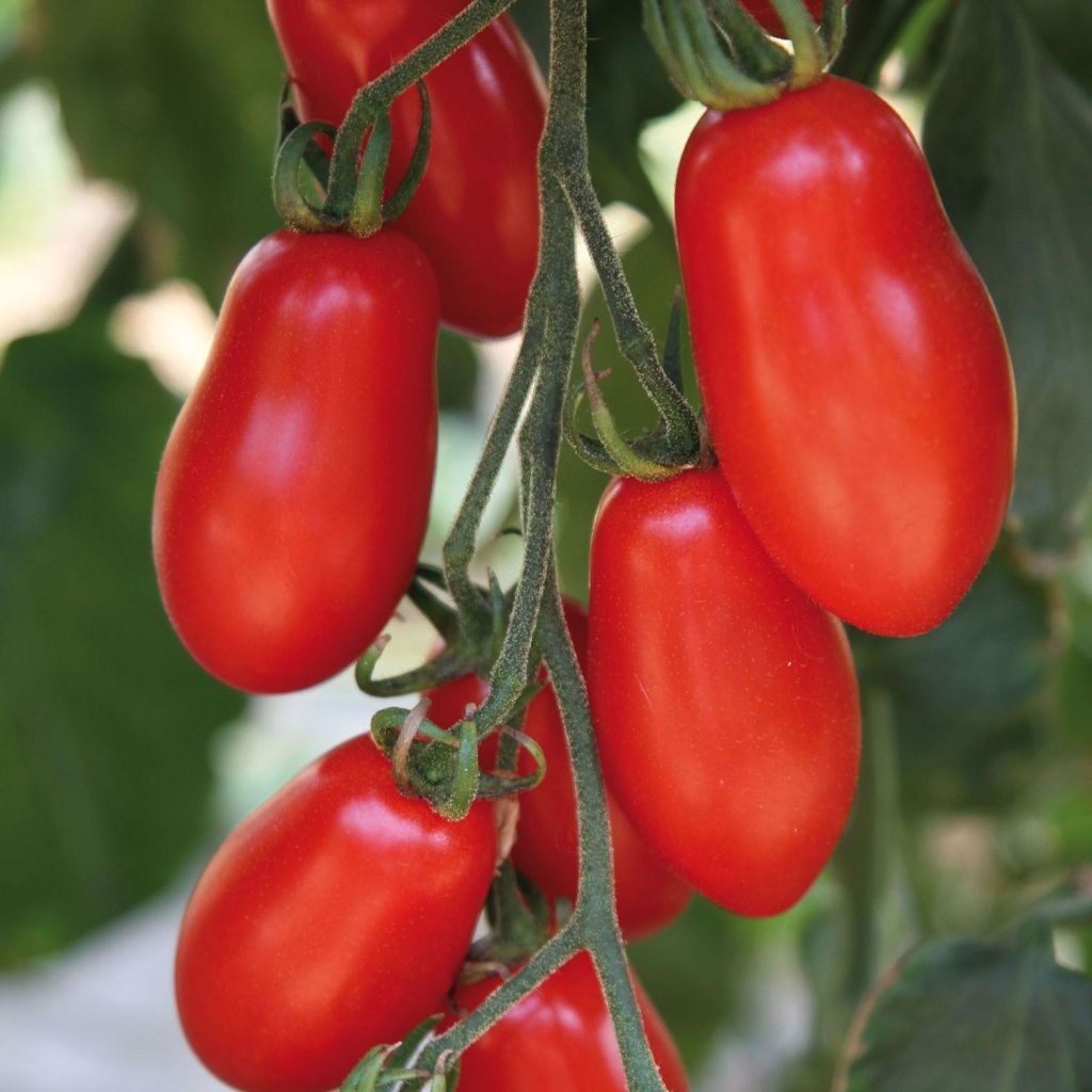 Kirschtomate Trilly