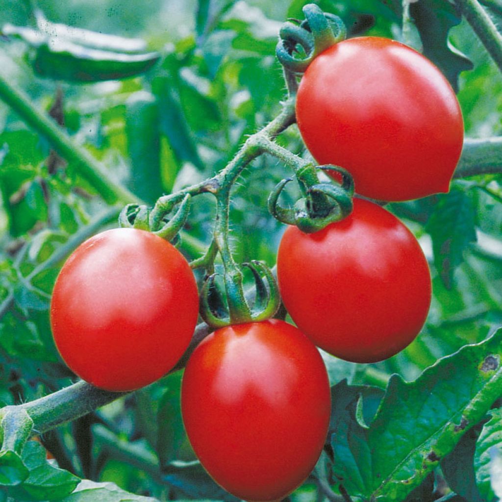 Kirschtomate Brin de Muguet