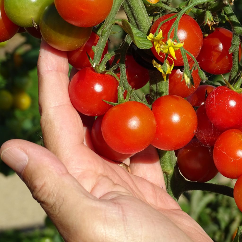 Kirschtomate Gusta Mini Red F1 Bio