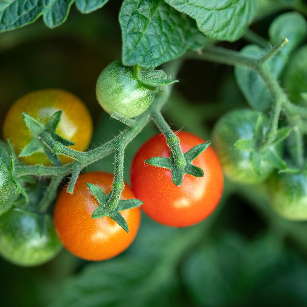 Kirschtomate cerise
