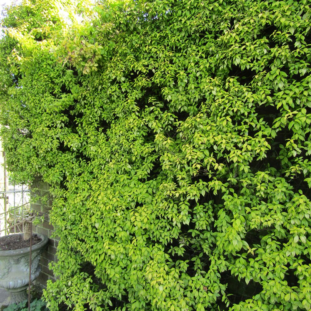 Sternjasmin Golden Memories - Trachelospermum