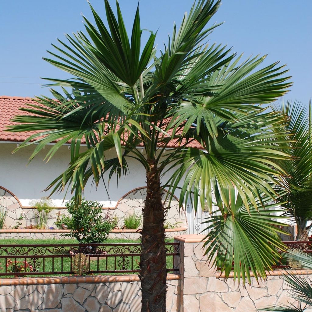 Trachycarpus latisectus - Windamere Palme