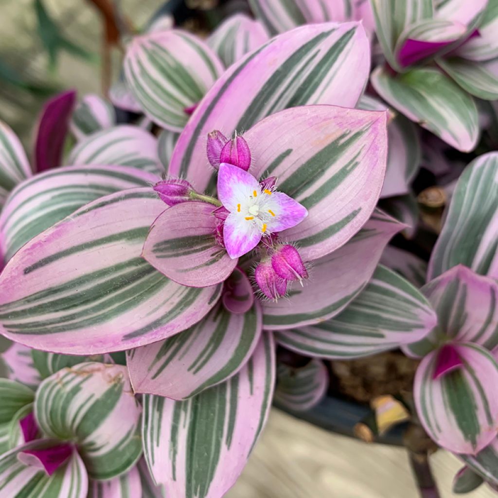 Dreimasterblumen - Tradescantia cerinthoides Sweetness