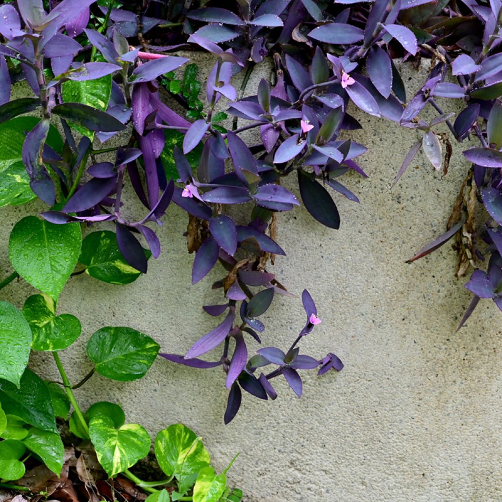 Mexikanische Dreimasterblume - Tradescantia pallida Purple Heart